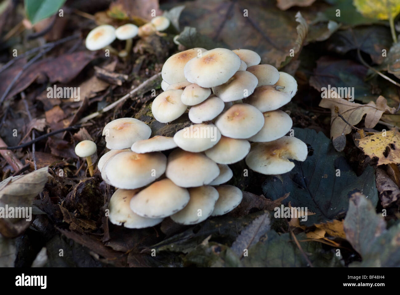 Clusters of young honey fungus caps (armillaria mellea) on an old decaying tree stump Stock Photo