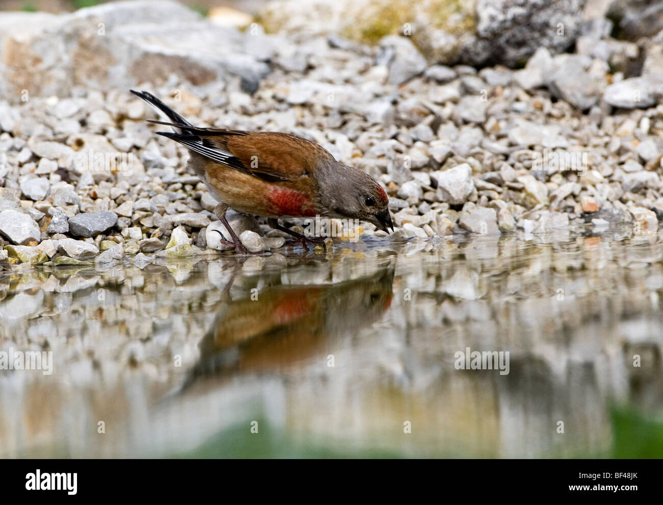 Nature passerine reflection pool avian animal hi-res stock photography ...
