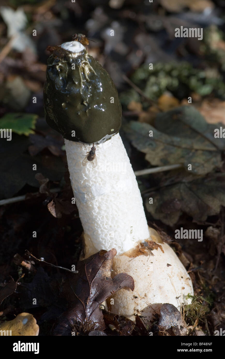 The common stinkhorn fungus (Phallus impudicus) the smell given off attracting flies. Stock Photo