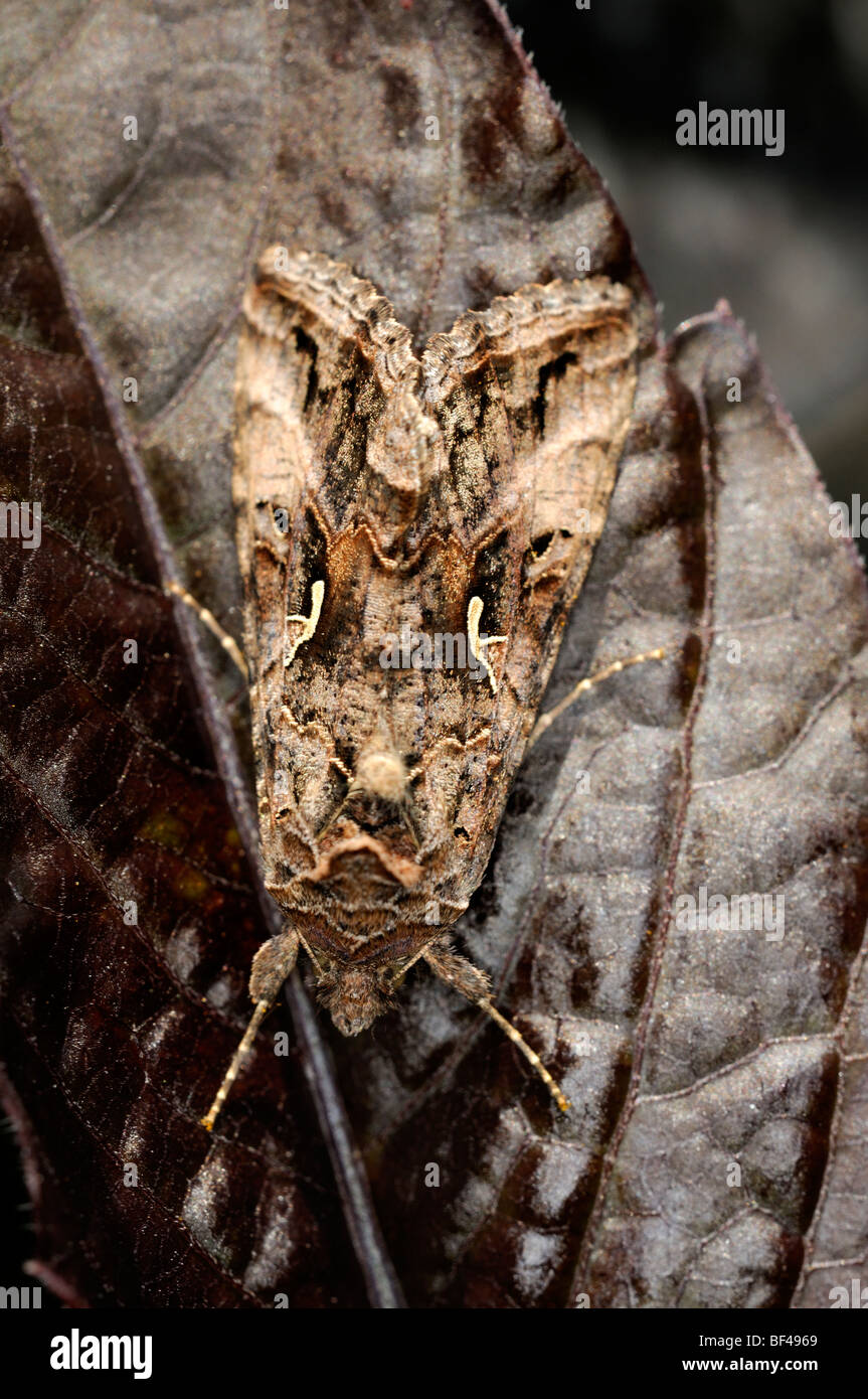 brown moth on a brown leaf camouflage hidden blend into background difficult see Stock Photo
