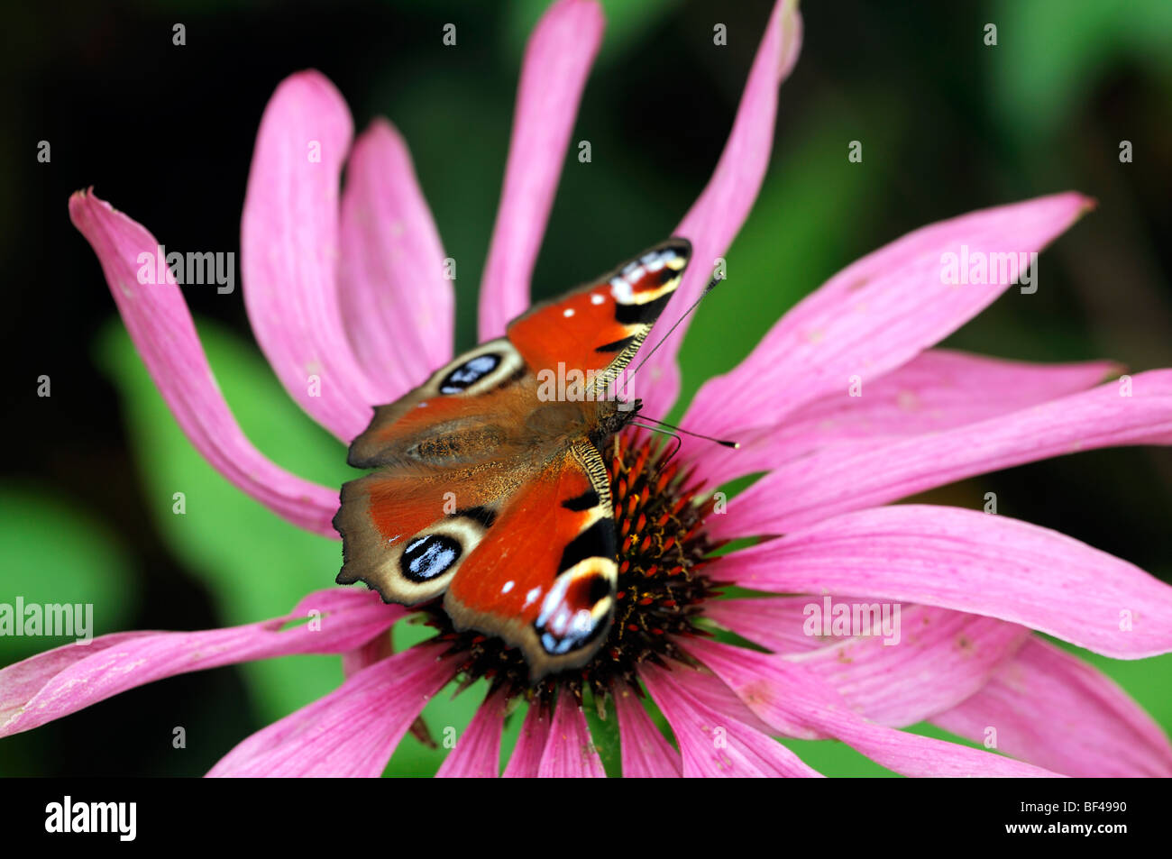 PEACOCK BUTTERFLY (Inachis io) feeding feed drink drinking nectar from echinacea purpurea flower bloom blossom Stock Photo