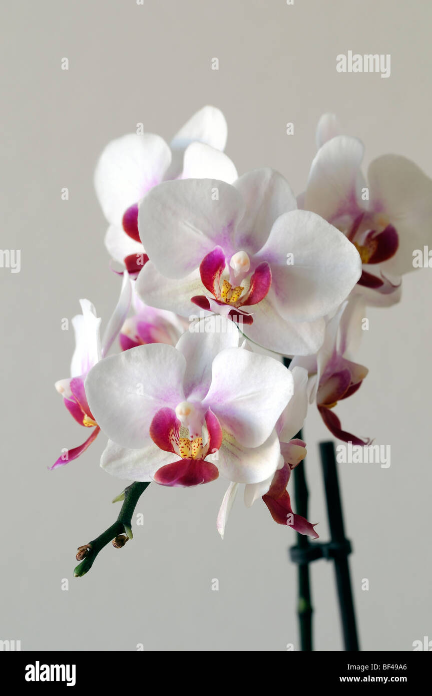 Close up of a white flowered flower bloom blossom phalaenopsis hybrid orchid flower stem white blank background Stock Photo