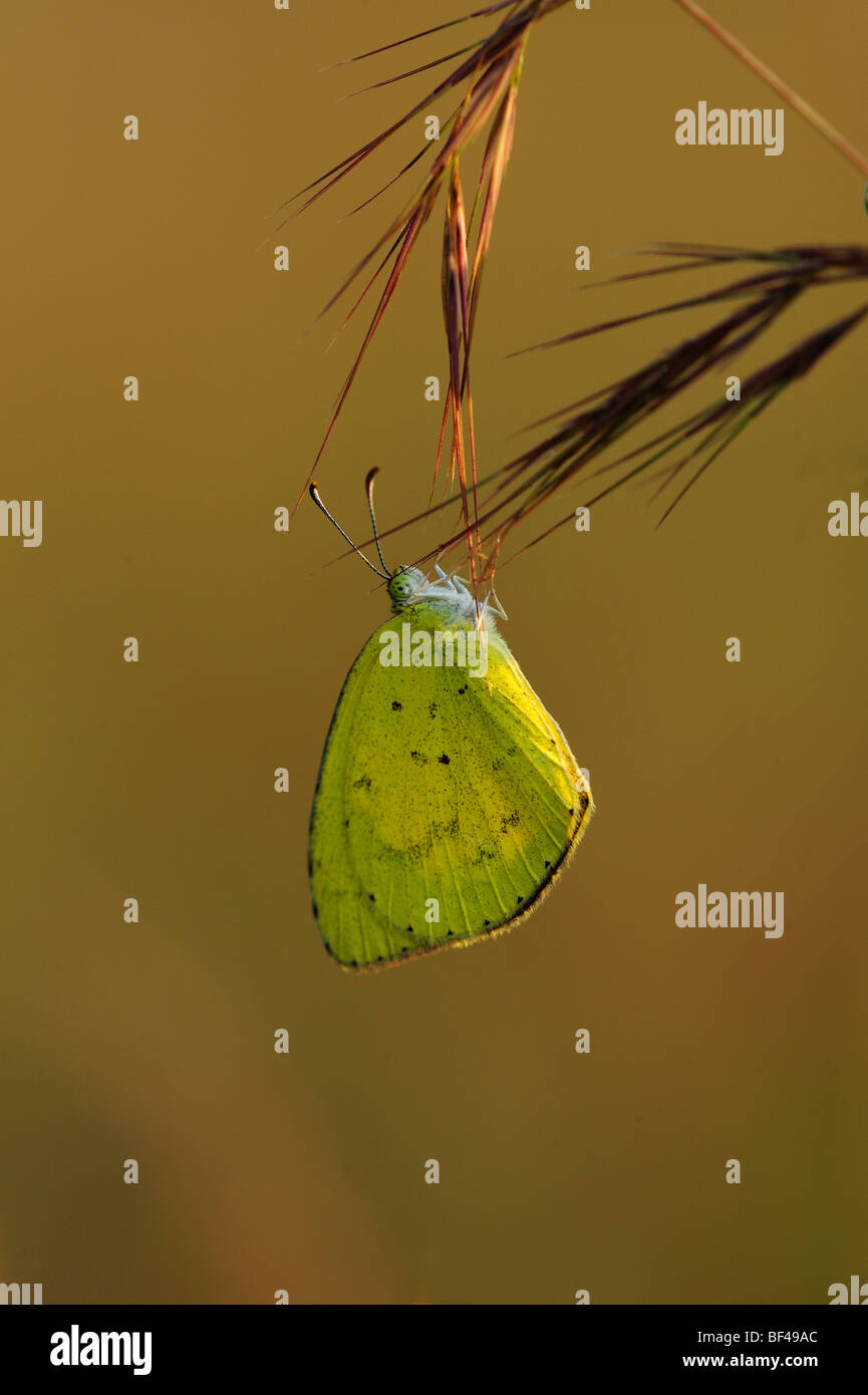 Common Grass Yellow Butterfly Stock Photo Alamy
