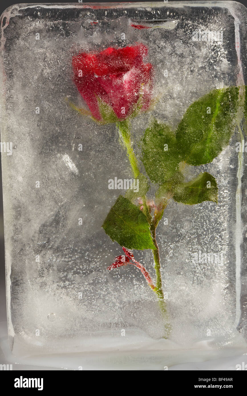 Red Rose frozen in Ice Stock Photo