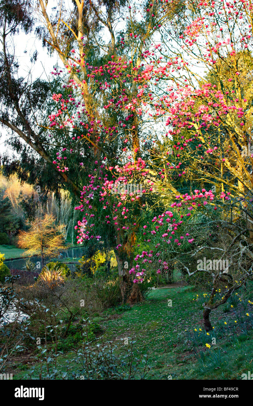 Magnolia sprengeri 'Marwood Spring' at sunrise in Marwood Hill Gardens, North Devon Stock Photo