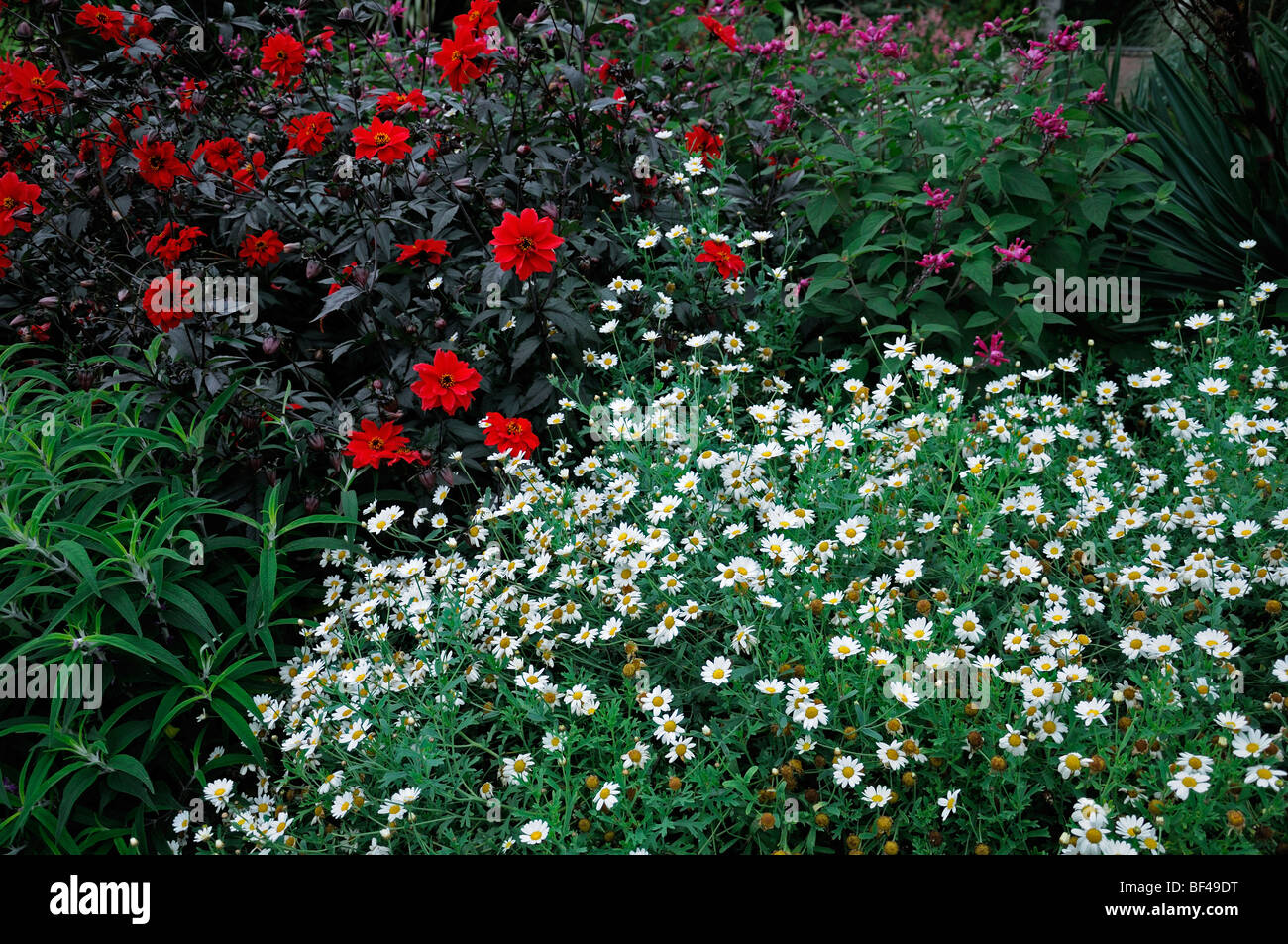 white pyrethrum flowers red dahlia bishop perennial herbaceous border contrast contrasting colour colors bloom blossom Stock Photo