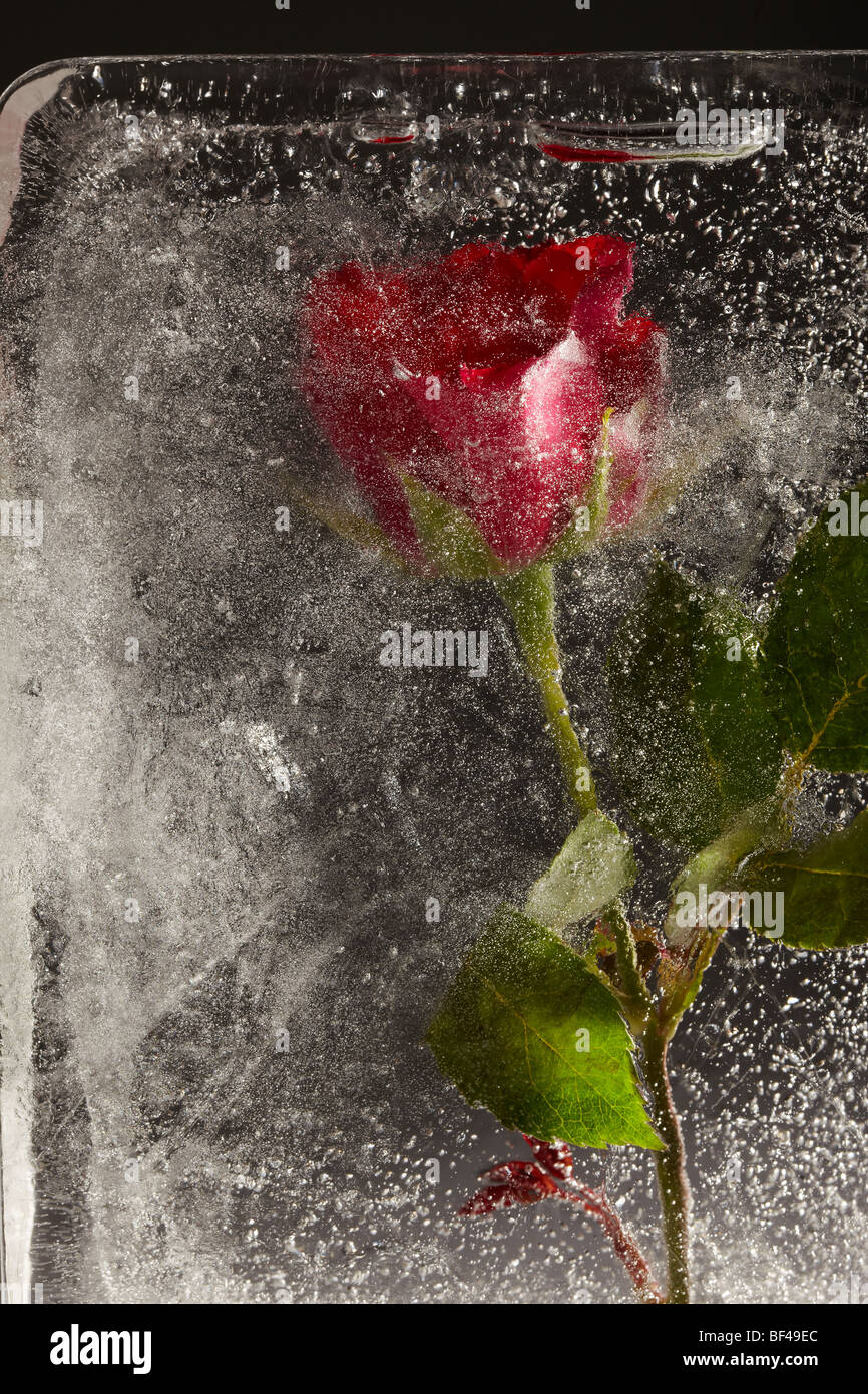 Red Rose frozen in Ice Stock Photo Alamy