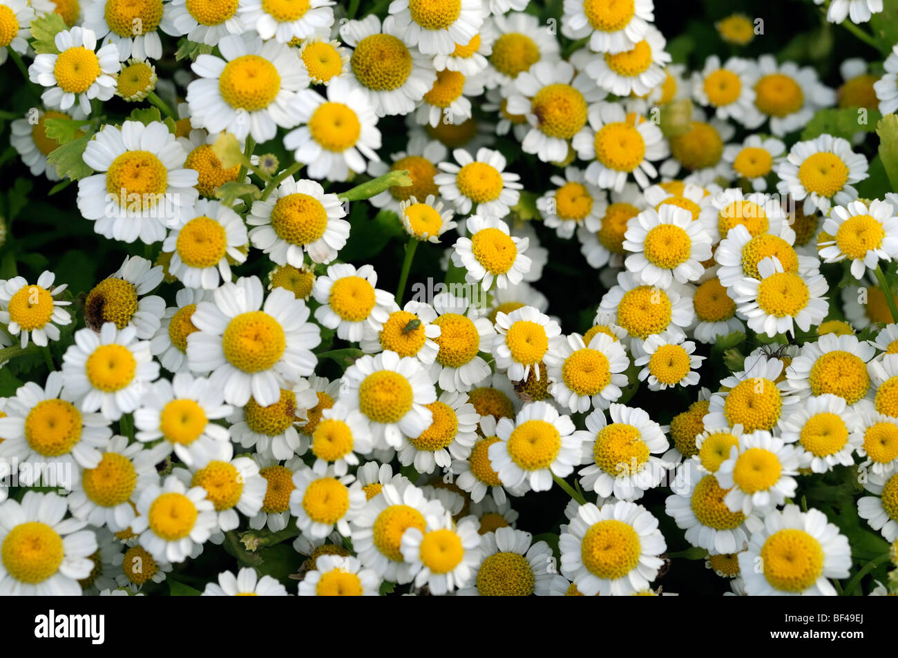 pyrethrum aureum 'golden moss' bed display flowers Tanacetum cinerariifolium pyrethrum daisies Stock Photo