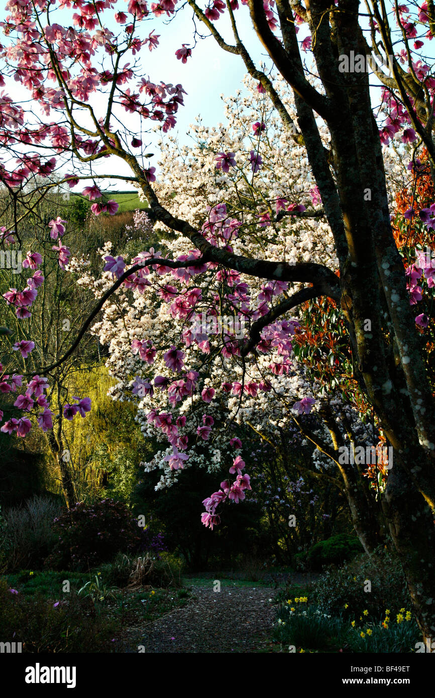 Magnolia sargentiana var robusta alba and Magnolia campbellii (pink) Marwood Hill Gardens, North Devon Stock Photo