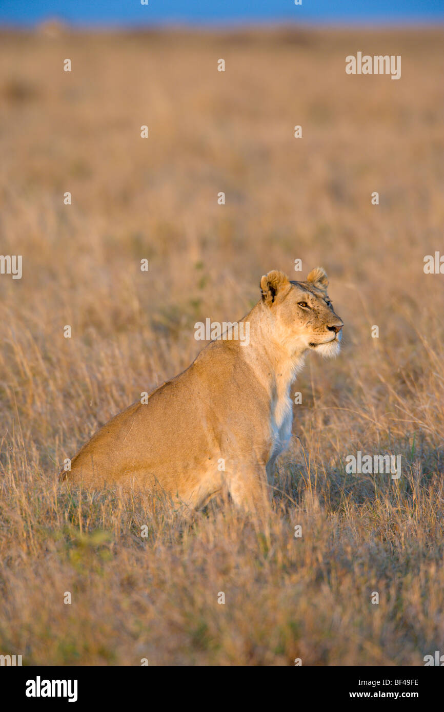 Female African Lion, Panthera leo, sitting. Masai Mara National Reserve, Kenya. Stock Photo