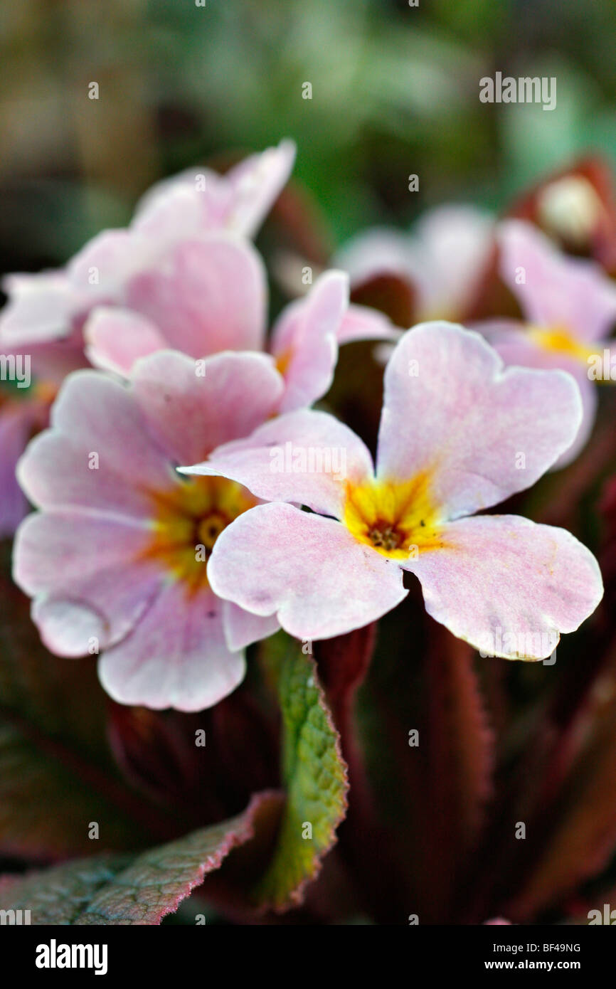 Primula 'Millwood Pink Beauty' Stock Photo