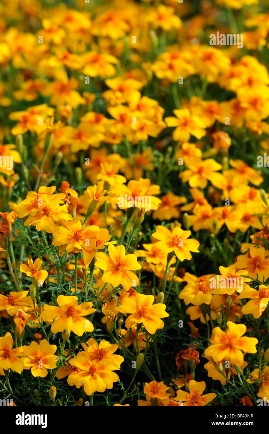 Tagetes Tenuifolia 'tangerine Gem' signata pumila Signet French Marigold orange flower bloom blossom annual plant Stock Photo