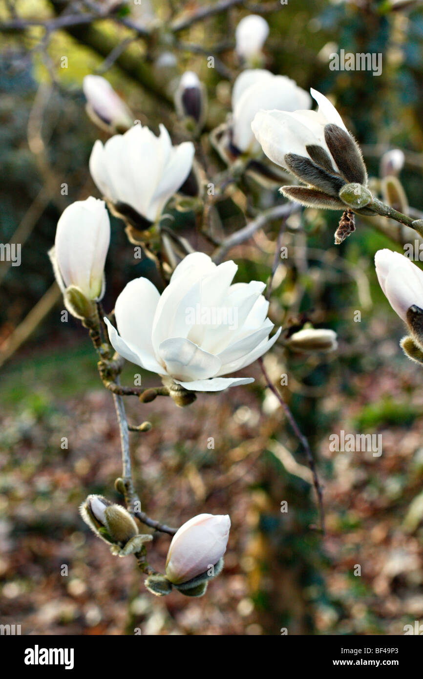 Magnolia x loebneri 'Merrill' AGM Stock Photo