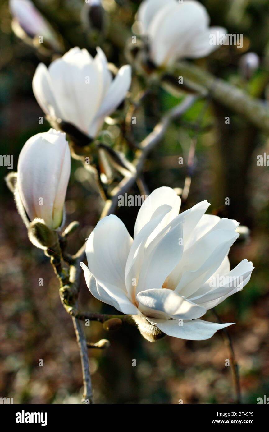 Magnolia x loebneri 'Merrill' AGM Stock Photo