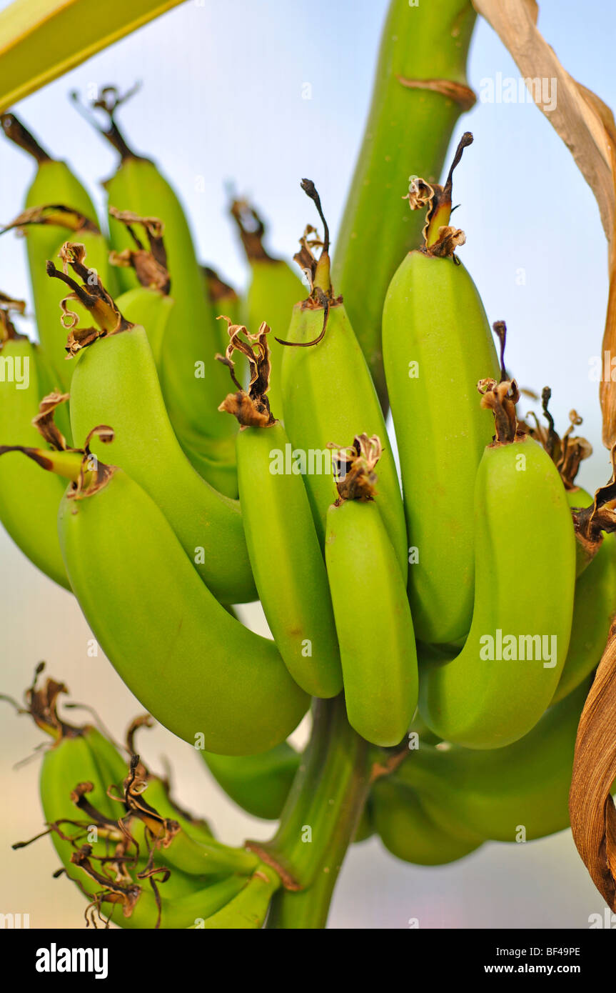 Bananas growing tree hires stock photography and images Alamy