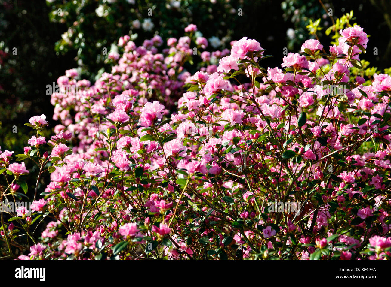 Rhododendron emasculum at RHS garden Wisley Stock Photo