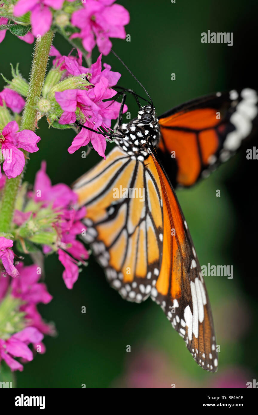 Monarch (Danaus plexippus) tropical butterfly tropical butterfly drink