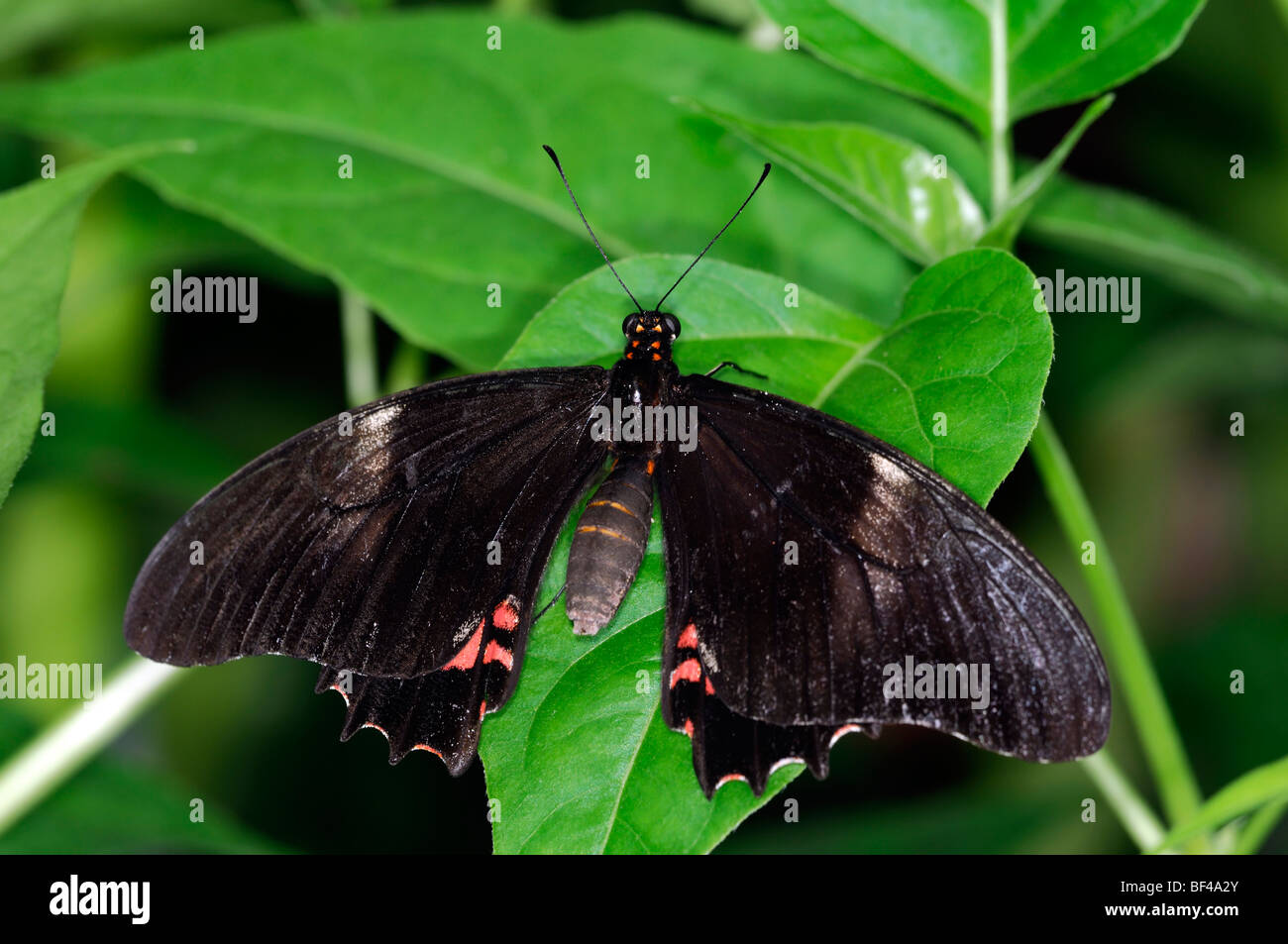 Transandean Cattleheart (Parides iphidamas) tropical butterfly at rest on a green leaf black red Stock Photo