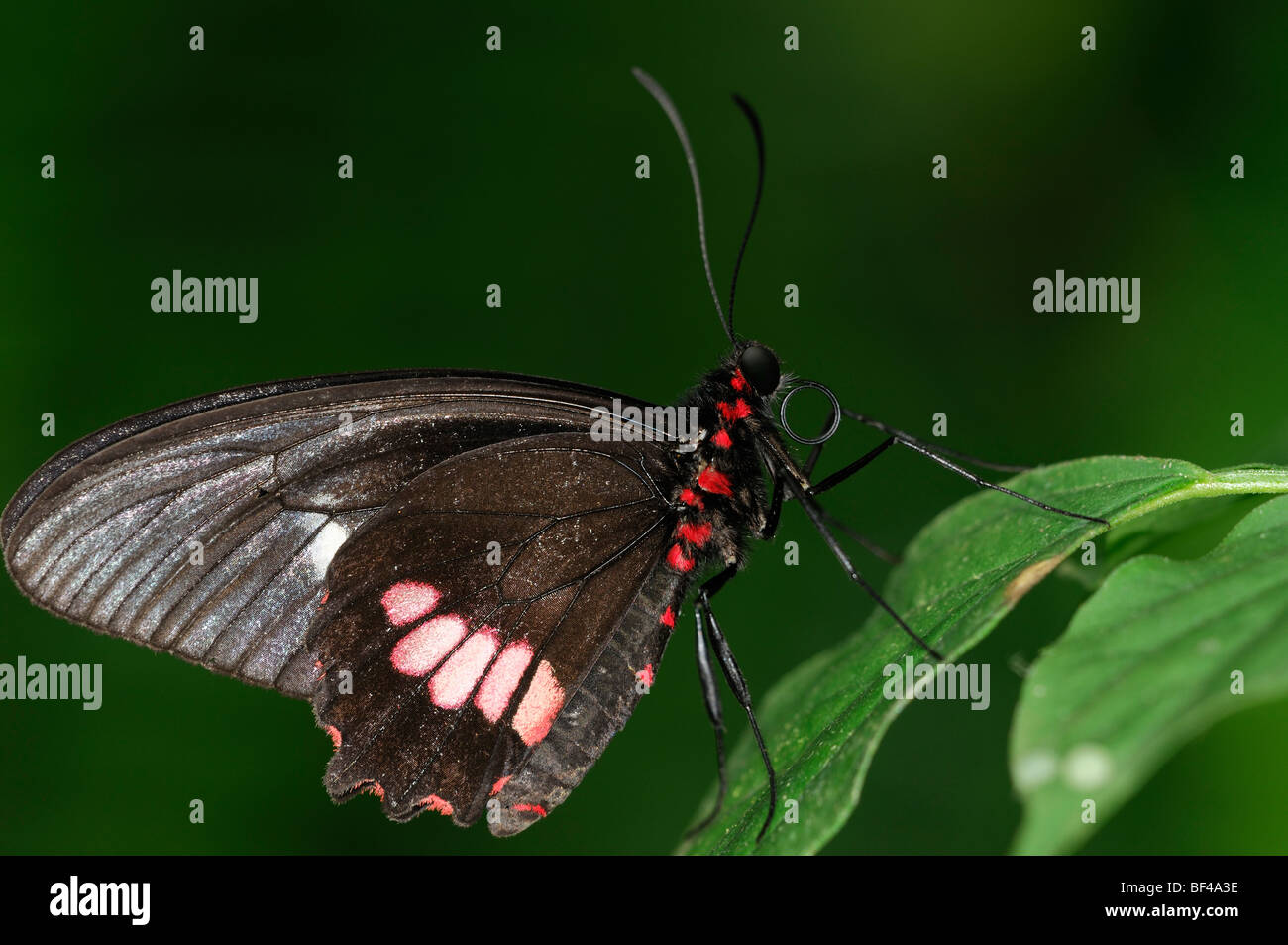 Transandean Cattleheart (Parides iphidamas) tropical butterfly at rest on a green leaf profile view side black red Stock Photo