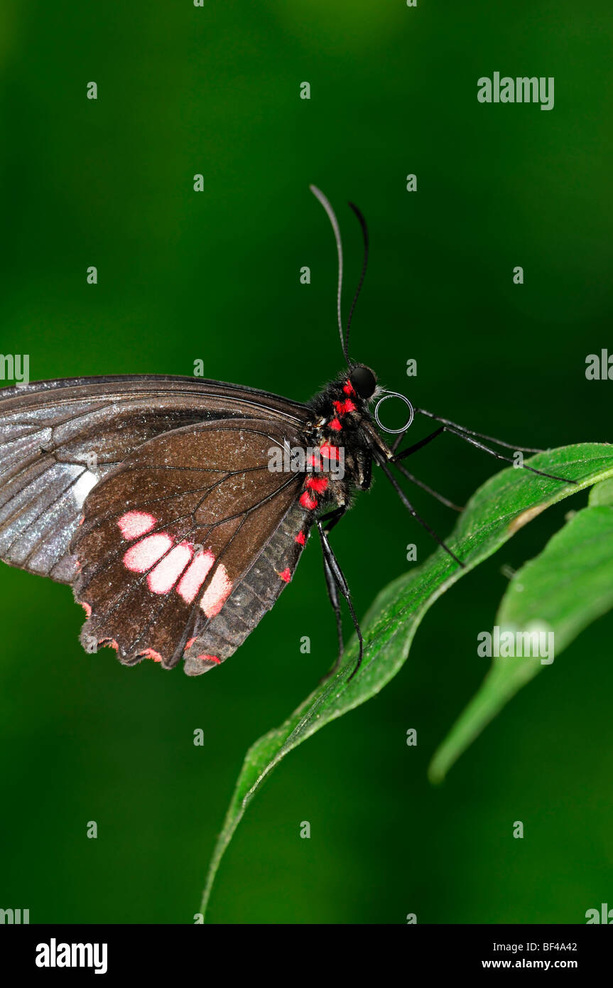 Transandean Cattleheart (Parides iphidamas) tropical butterfly at rest on a leaf side view profile black red Stock Photo