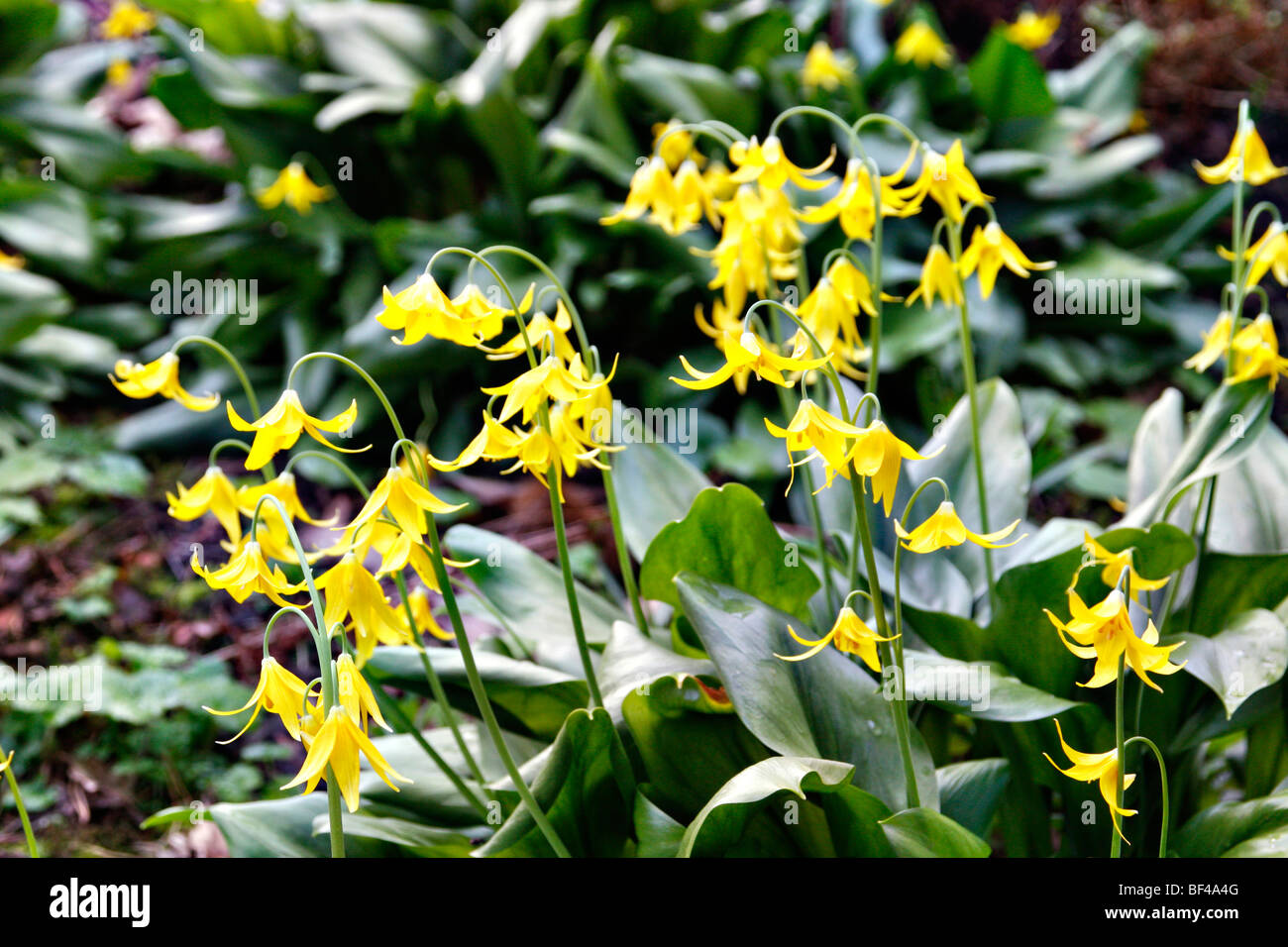 Eythronium tuolumnense AGM at RHS garden Wisley Stock Photo