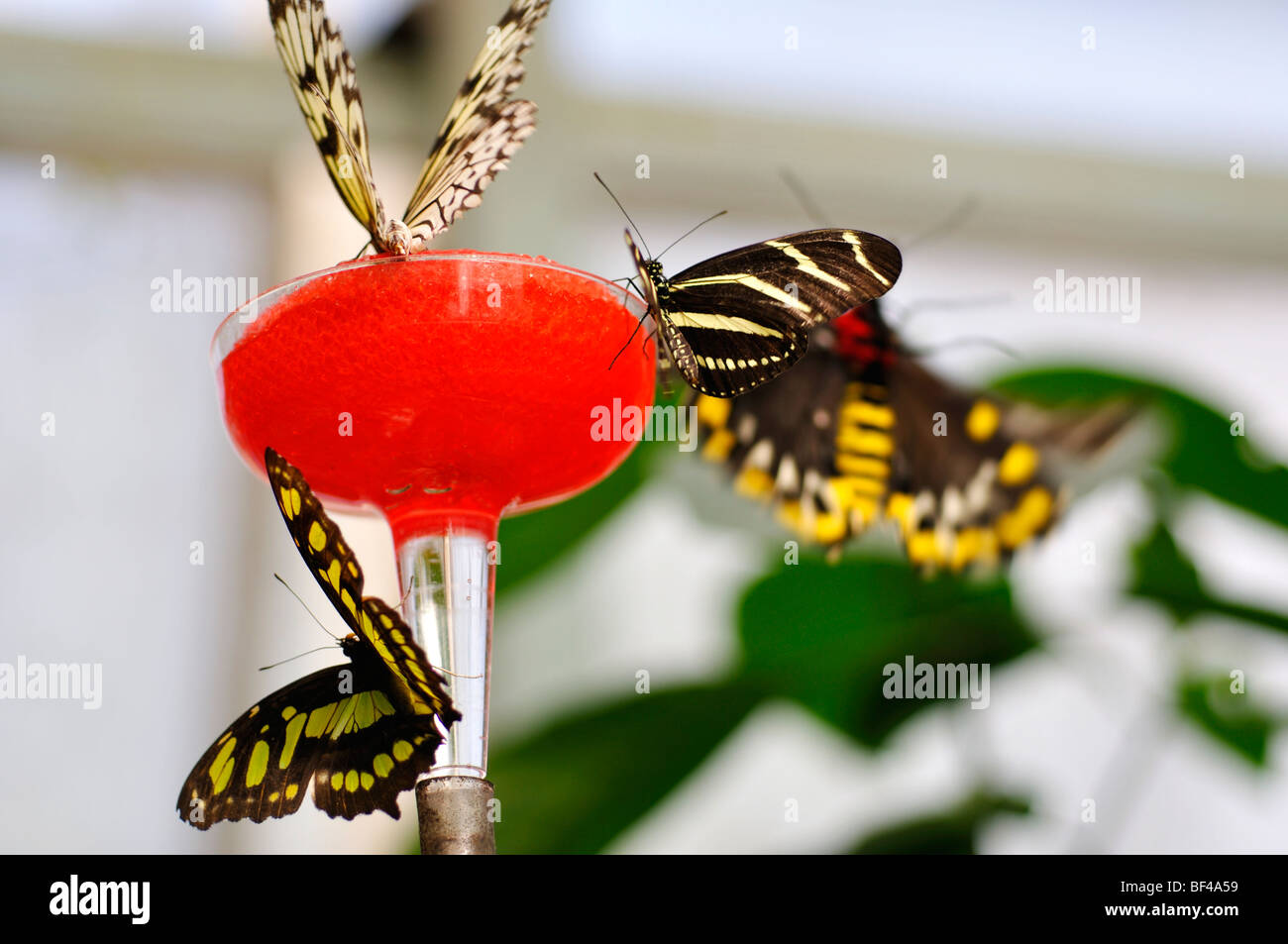 Butterflies On Nectar Feeder Stock Photo 26526005 Alamy