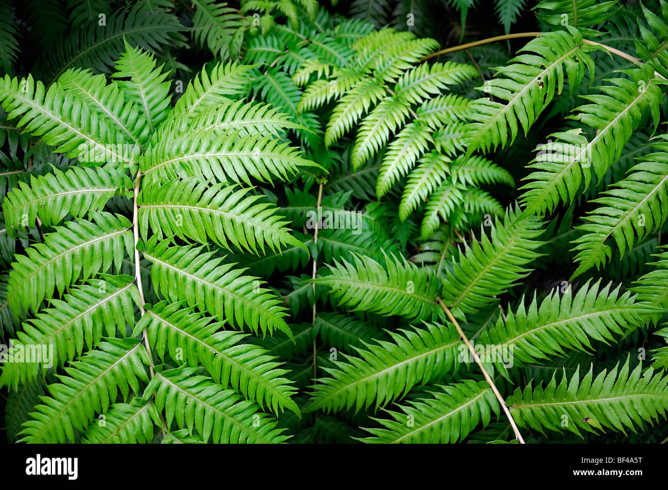 Woodwardia radicans Blechnum Blechnaceae family rooting chainfern chain