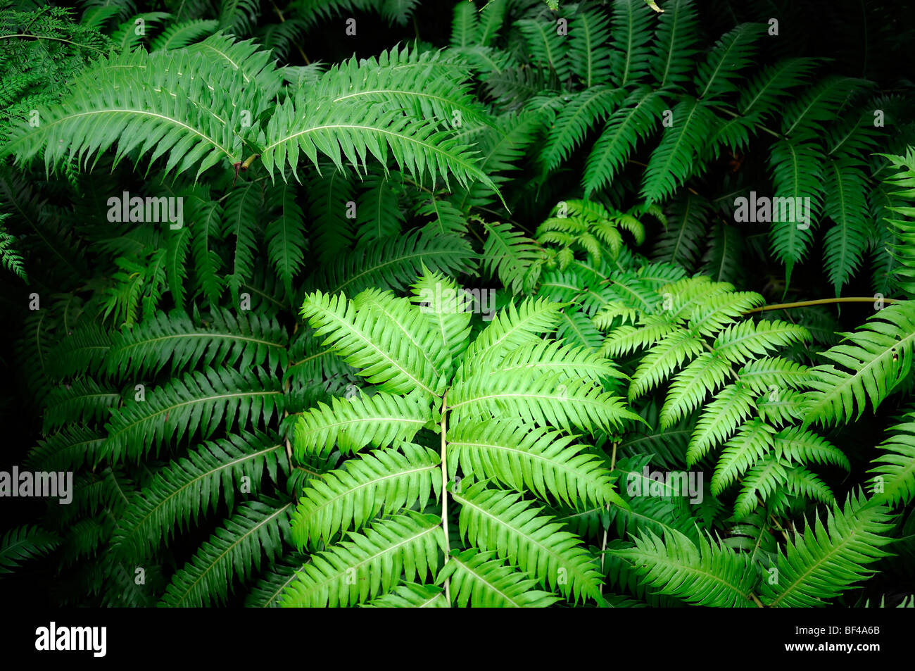 Woodwardia radicans Blechnum Blechnaceae family rooting chainfern chain fern green fronds Stock Photo