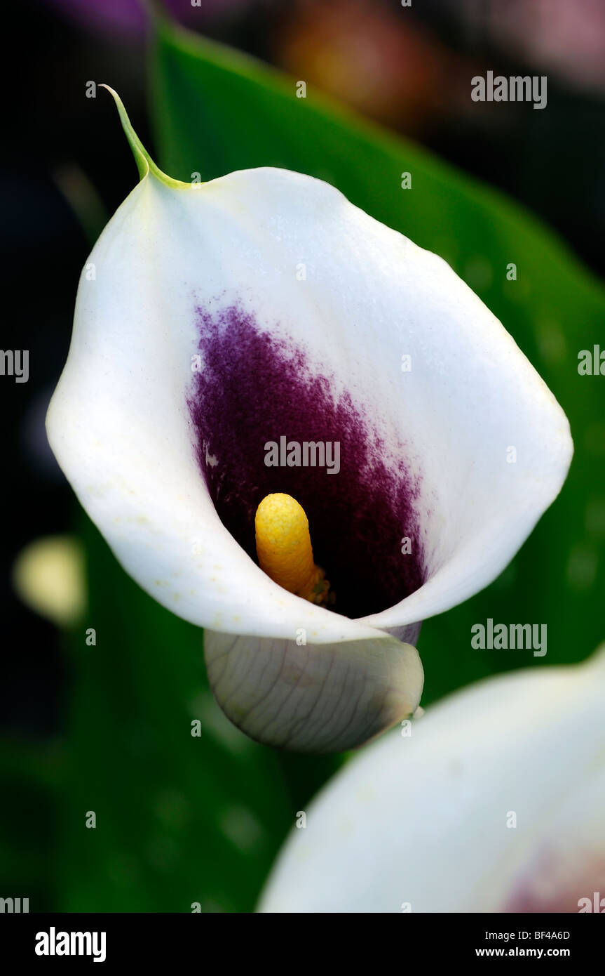 Zantedeschia Calla lily picasso white purple yellow flowered flower perennial Stock Photo