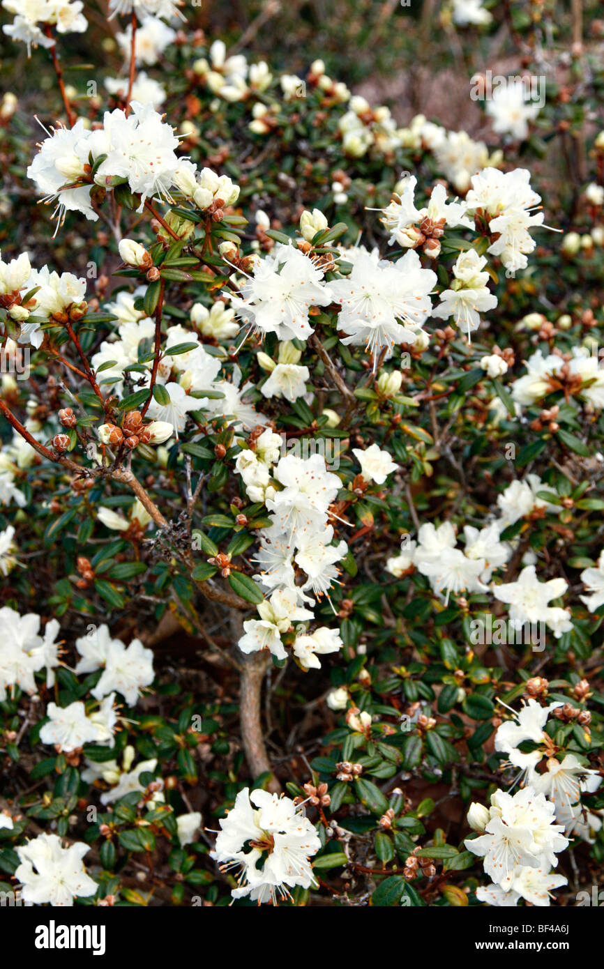 Rhododendron flavidum album Stock Photo