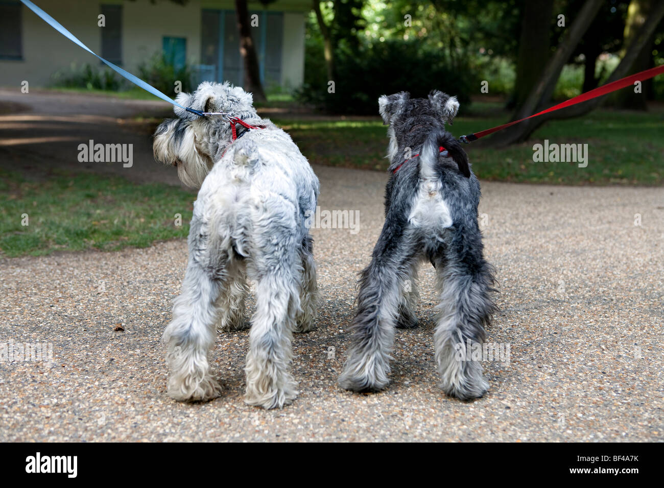 Rear view schnauzer hi-res stock photography and images