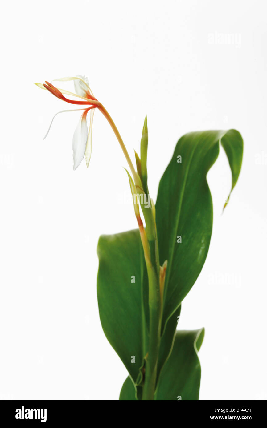 Spiked Ginger Lily, Sandharlika, Kapur kachri or Takhellei (Hedychium spicatum), medicinal plant Stock Photo