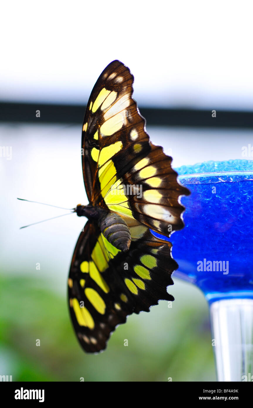 Malachite butterfly (Siproeta stelenes) on butterfly nectar feeder Stock Photo