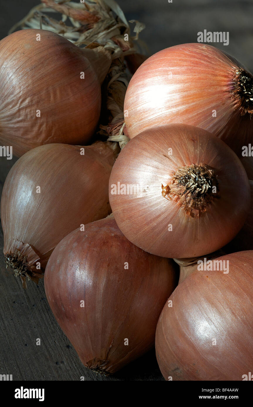 Onions from Roscoff, Brittany, known for their mild taste Stock Photo