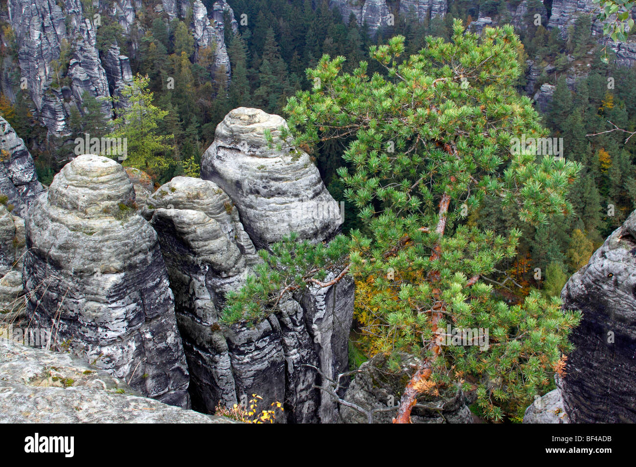 Rocks in the Bastei formation in the Elbsandsteingebirge Elbe Sandstone Mountains with pine, Scots pine (Pinus sylvestris), Nat Stock Photo