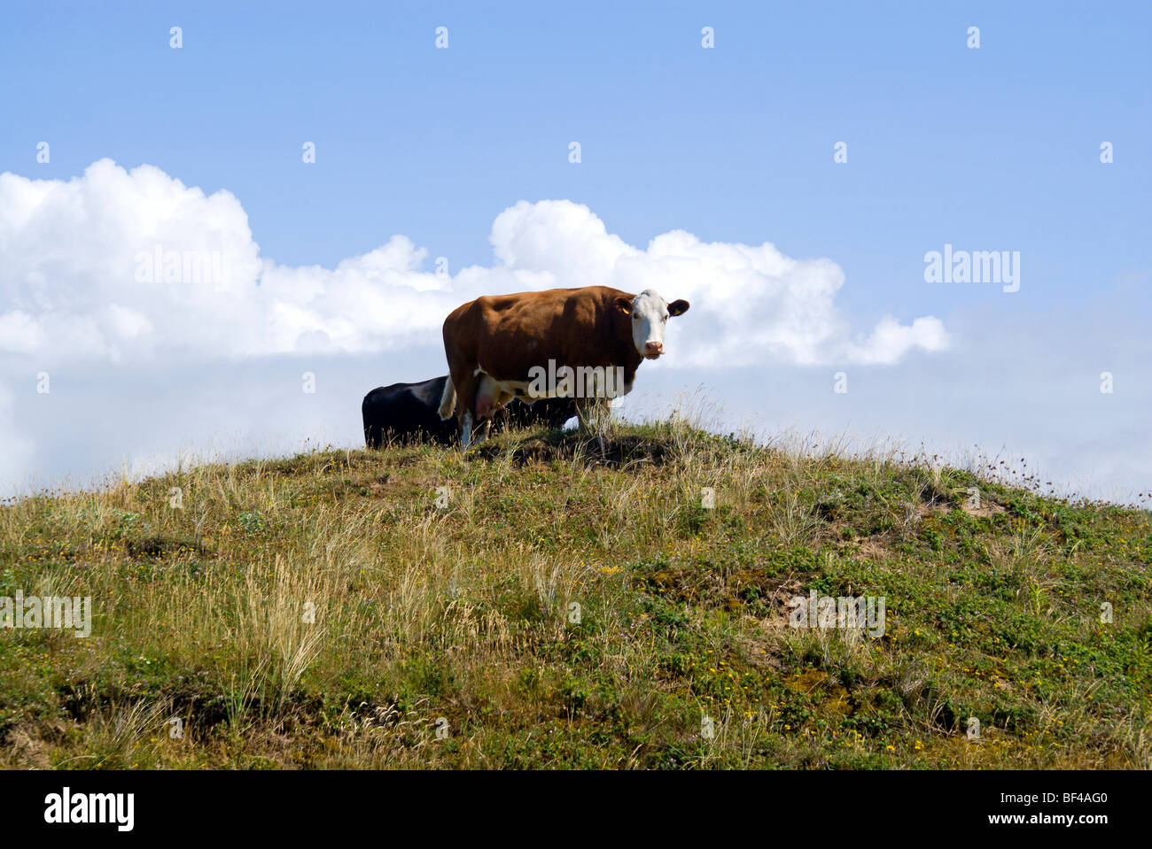 cows grazing on top of sand hill kenfig national nature reserve near porthcawl south wales Stock Photo