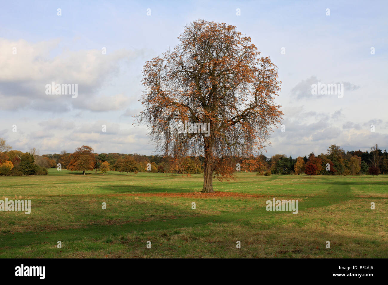 Autumn colours at Nonsuch Park, Cheam, Surrey, England, UK. Stock Photo