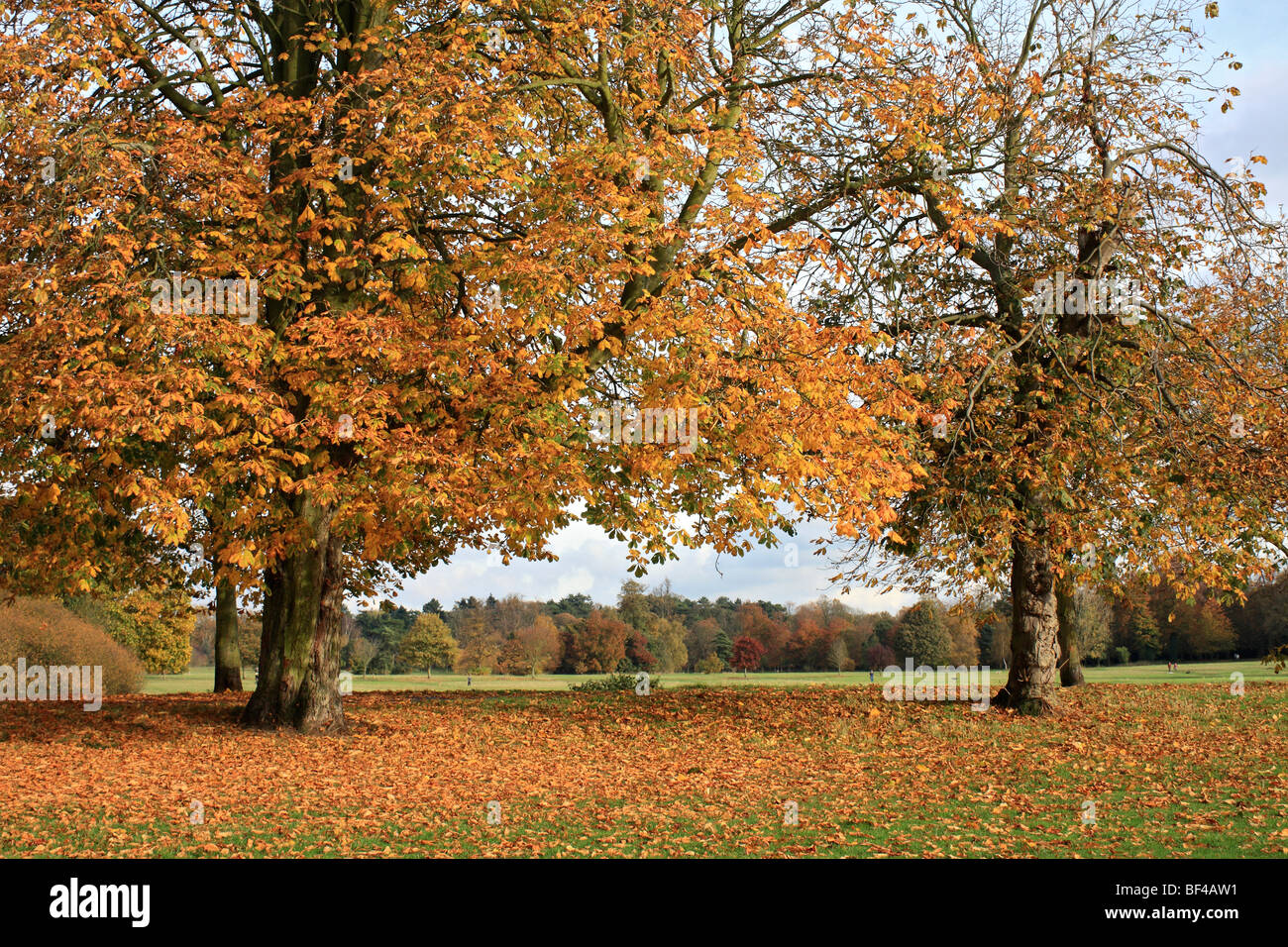 Autumn colours at Nonsuch Park, Cheam, Surrey, England, UK. Stock Photo