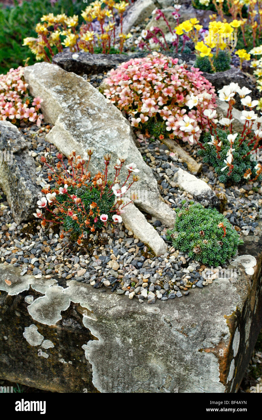 Stone trough at RHS Garden, Wisley planted with Saxifrages Stock Photo