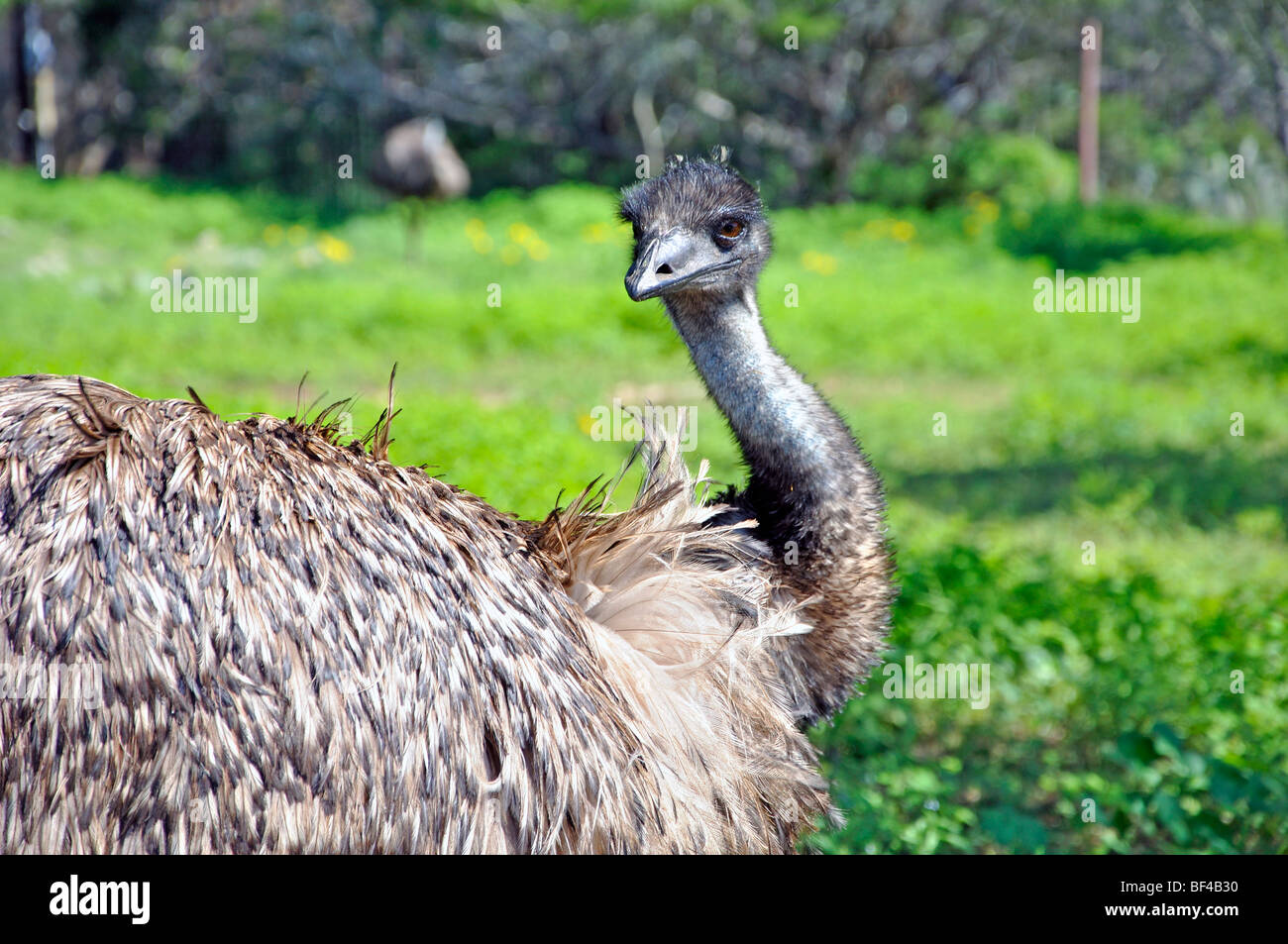 Emu bird Stock Photo
