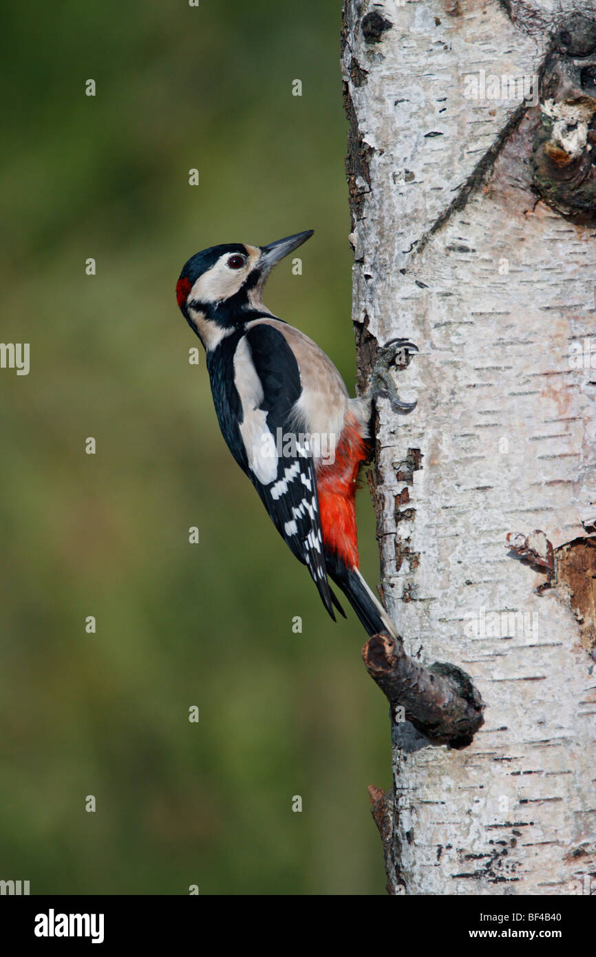 Great Spotted Woodpecker Dendrocopos major Stock Photo