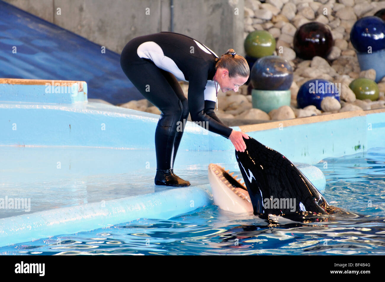 Killer whale show at SeaWorld, San Antonio, Texas - the largest SeaWorld in the U.S. Stock Photo