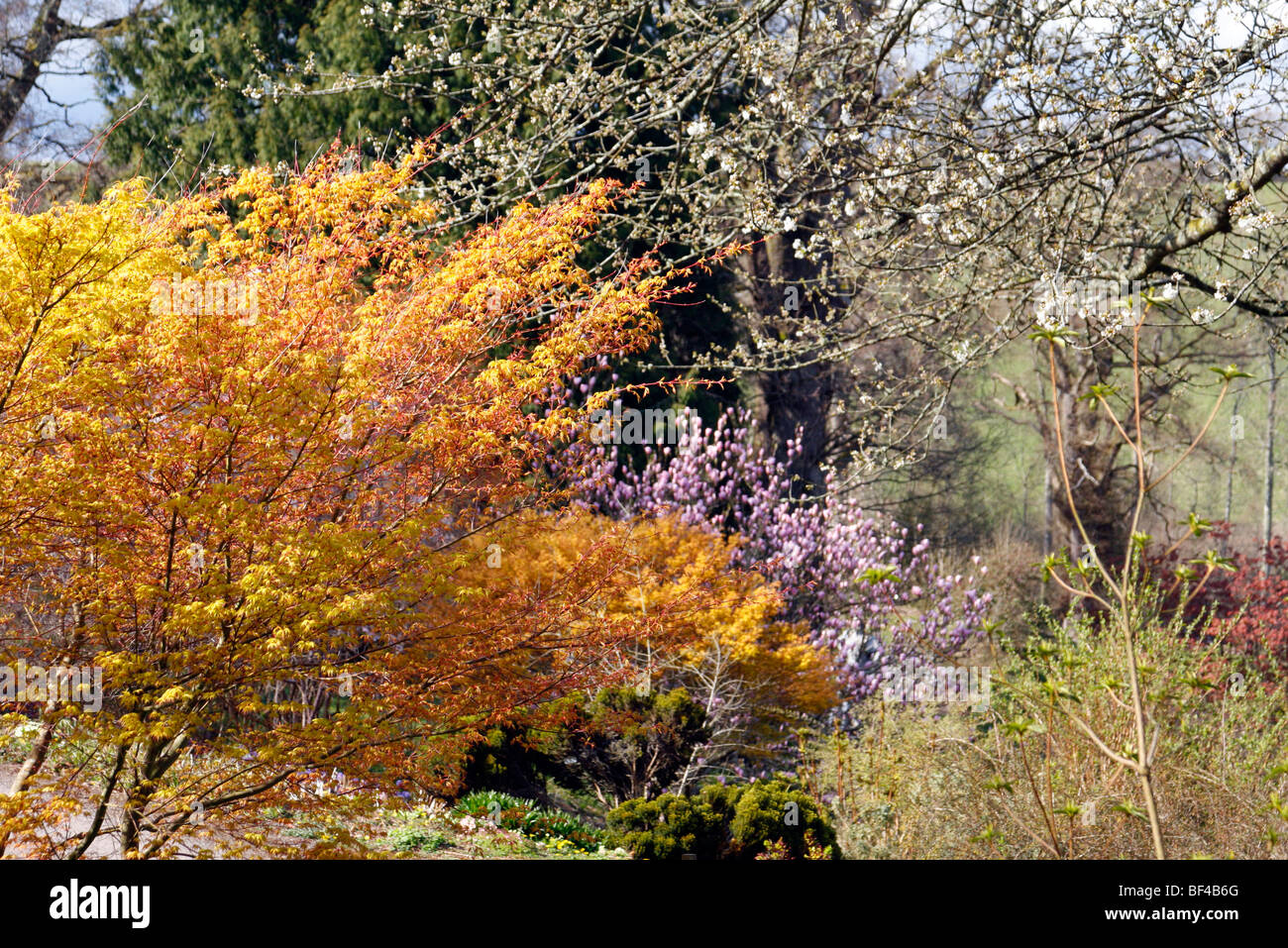 Acer palmatum 'Katsura' AGM and Magnolia 'Heaven Scent' AGM at Sherwood, Newton St Cyres, Devon Stock Photo