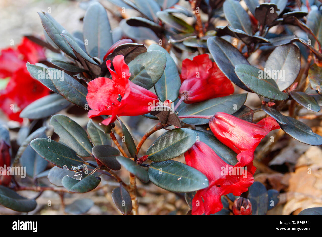 Rhododendron 'Ever Red' Stock Photo