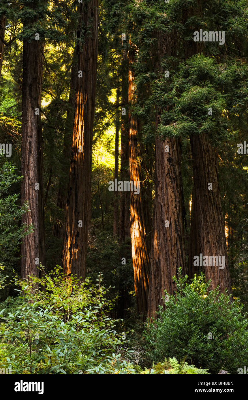 Coast redwoods (Sequoia sempervirens) in the Muir Woods, San Francisco, California, USA Stock Photo
