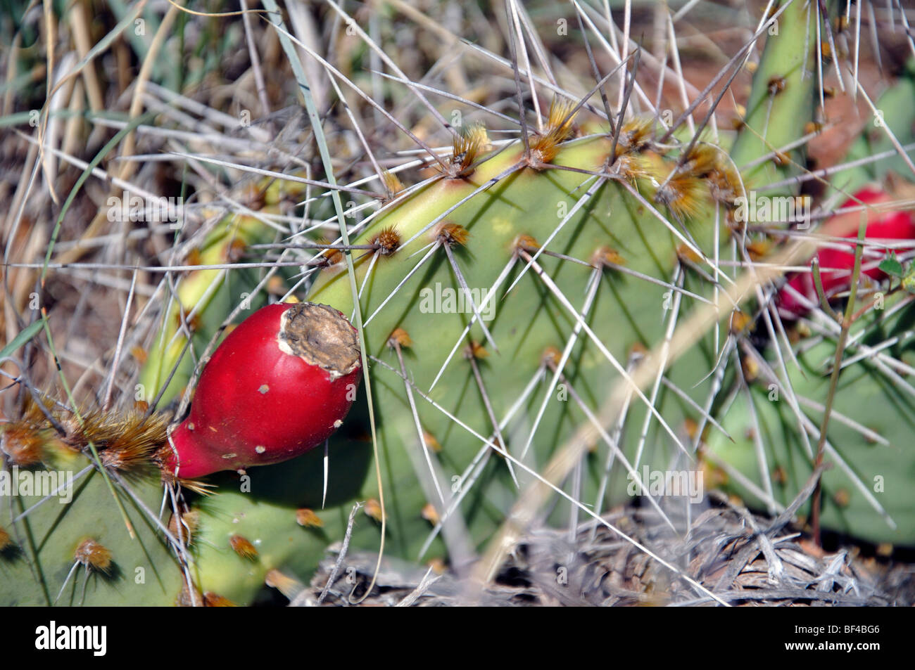 Opuntia  - prickly pear cactus with fruit, Texas Stock Photo