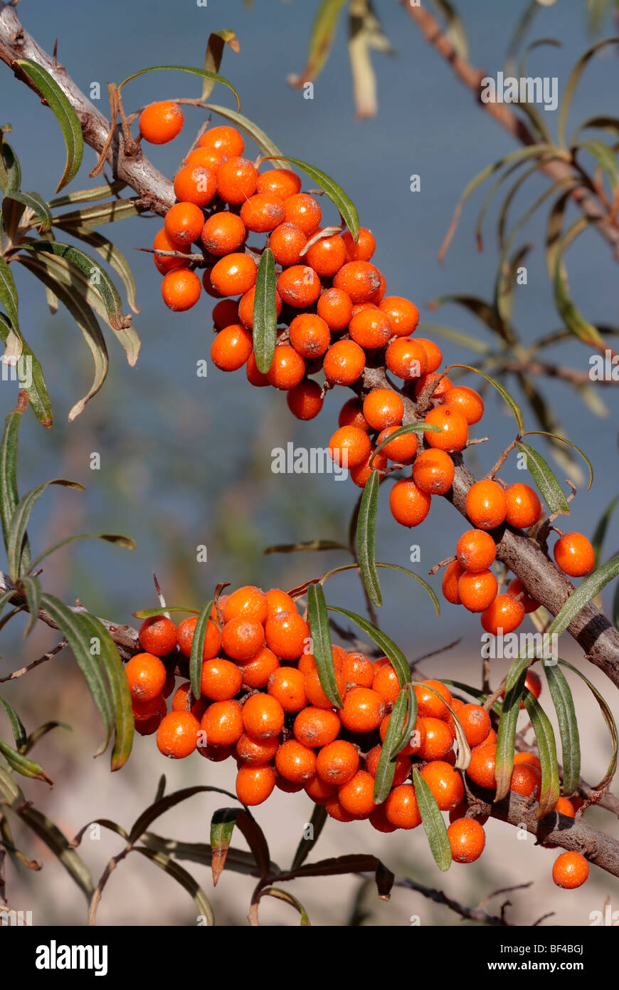 Sea Buckthorn (Hippophae rhamnoides) with ripe fruit Stock Photo