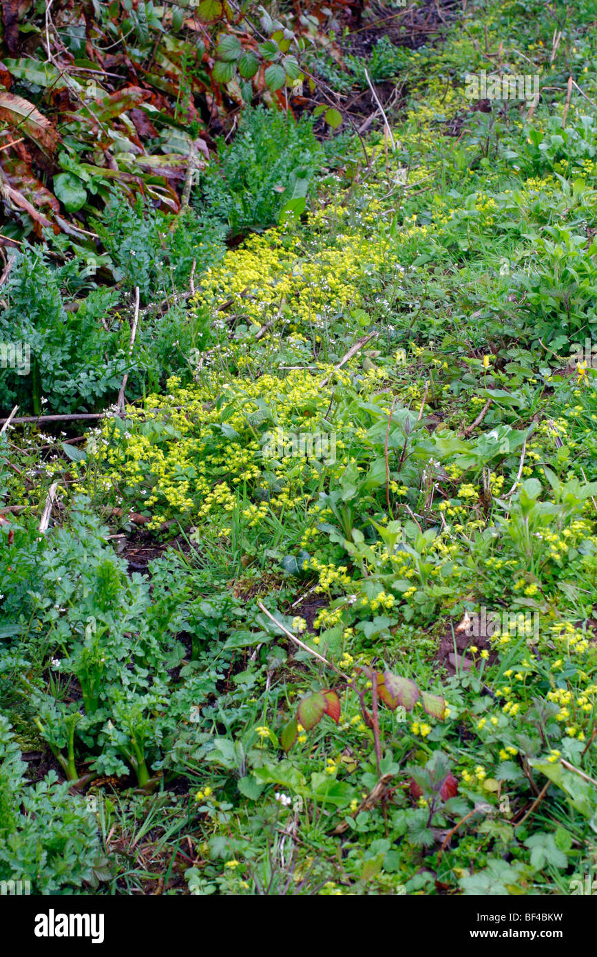 Chrysoplenium alternifolium - alternate leaved golden Saxifrage growing in a partly shady damp ditch in Devon Stock Photo