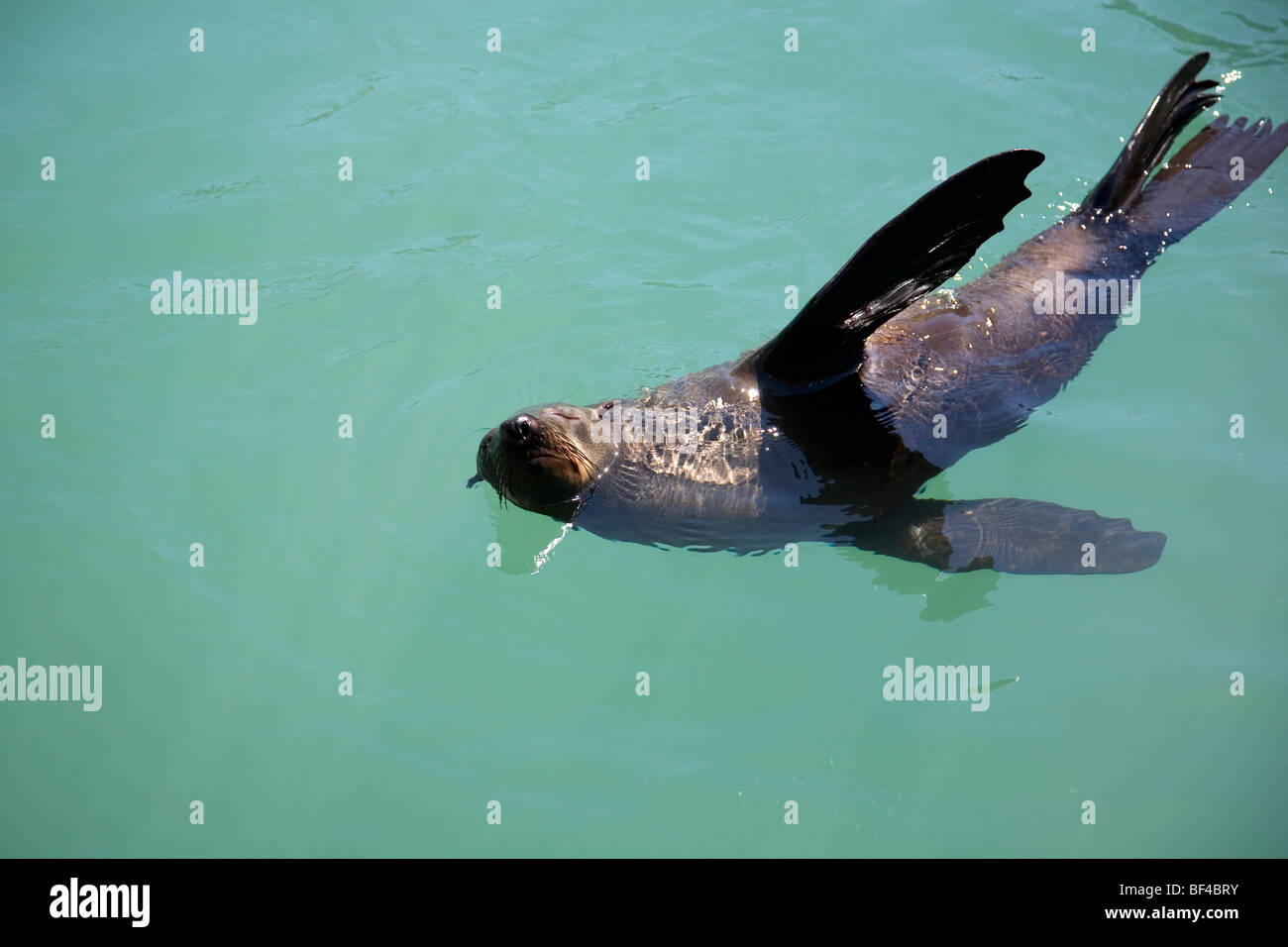 Kalk Bay Eared Seals Stock Photo