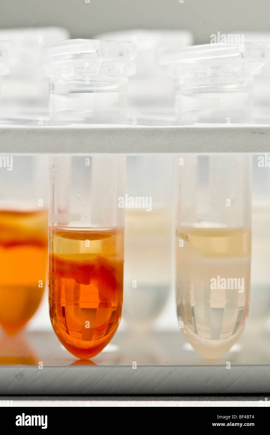 Test tubes in a laboratory Stock Photo Alamy